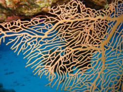 Safaga Dive Sites Safaga Dive Sites
