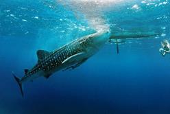 Philippines Scuba Diving Holiday. Dumaguete. Whale Shark.