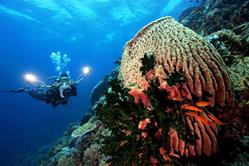 Philippines Scuba Diving Holiday. Underwater Photography.
