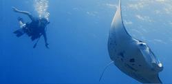 Kona Hawaii Scuba Diving Holiday - stingray 