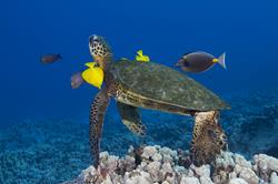 Kona Hawaii Scuba Diving Holiday