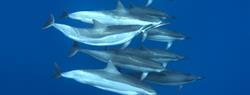 Kona Hawaii Scuba Diving Holiday - dolphin