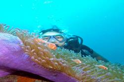 Truk - Chuuk lagoon scuba diving holiday - anenome fish.