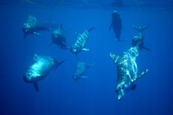 Truk - Chuuk lagoon scuba diving holiday - dolphins.