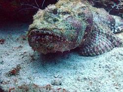Barbados Scuba Diving Holidays. Underwater photography - Scorpionfish.