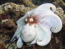 Cayman Islands Scuba Diving Holiday. Octopus.
