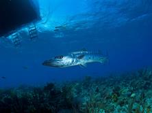 Cayman Islands Scuba Diving Holiday. Barracuda underneath Dive Boat.