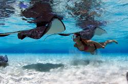 Cayman Islands Scuba Diving Holiday. Grand Cayman - Stingray City.