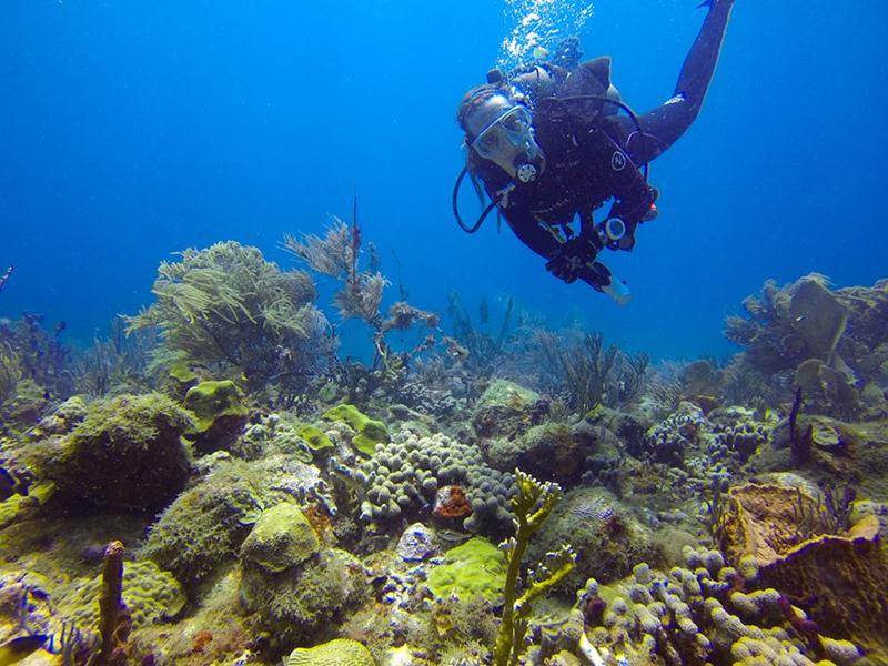 Grenada Scuba Diving Holidays with Sportif Dive Holidays