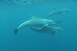Tobago - Caribbean. Dolphins.