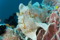 Scuba Diving Holiday, Bali - Indonesia. Frogfish. 