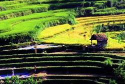 Scuba Diving Holiday, Bali - Indonesia. Rice fields.