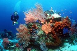 Scuba Diving Holiday, Bali - Indonesia. Reef.