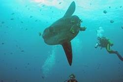 Scuba Diving Holiday, Bali - Indonesia. 
