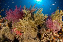 Red Sea Coral Diving in Sudan