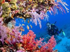 St_Lucia_Scuba_Diving_Holiday_Marigot_Bay_Dive_Centre_coral_diver