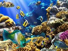 St_Lucia_Scuba_Diving_Holiday_Marigot_Bay_Dive_Centre_coral_fish