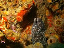 St_Lucia_Scuba_Diving_Holiday_Marigot_Bay_Dive_Centre_fish