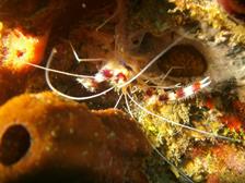 St_Lucia_Scuba_Diving_Holiday_Marigot_Bay_Dive_Centre_macro_photography