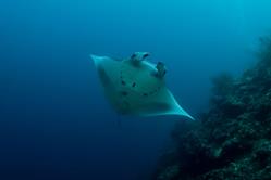 Philippines Scuba Diving Holiday. Atlantis Azores Tubbataha. Manta Ray.