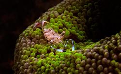 Philippines Scuba Diving Holiday. Puerto Galera Marine Life.