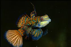 Philippines Scuba Diving Holiday. Puerto Galera Night Dive. Mandarin Fish.
