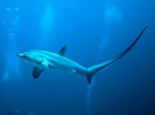 Philippines Scuba Diving Holiday. Malapascua. Thresher Shark.