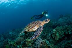 Dumaguete Dive Sites