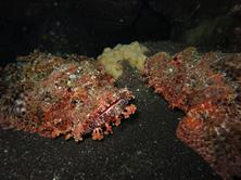 Kona Hawaii Scuba Diving Holiday - devil scorpionfish