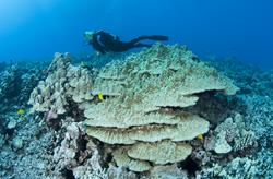 Hawaii - scuba diving livaboard holiday.