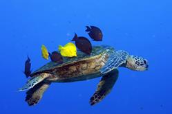 Hawaii - scuba diving livaboard holiday.