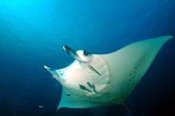 Palau Scuba Diving Holiday. Manta Ray.