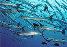 Palau Scuba Diving Holiday. Blue Corner Barracuda.