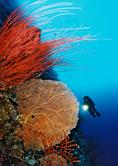 Palau Scuba Diving Holiday. Coral.