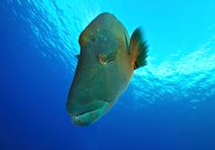 Palau Scuba Diving Holiday. Napoleon Wrasse.