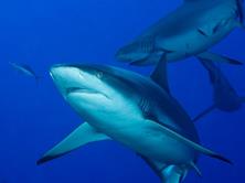 Palau Scuba Diving Holiday. Shark.