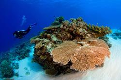 Palau Scuba Diving Holiday. Coral.