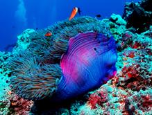 Palau Scuba Diving Holiday. Clownfish.