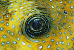 Palau Scuba Diving Holiday. Blue Spotted Ribbon Tail Ray.