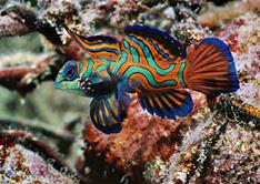 Palau Scuba Diving Holiday. Mandarin Fish.