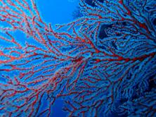 Palau Scuba Diving Holiday. Coral.