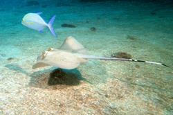 Truk - Chuuk scuba diving holiday - blue spotted ray.