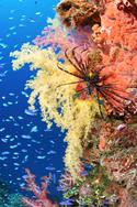 Truk - Chuuk lagoon scuba diving holiday - coral reef.