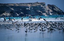 Oman Scuba Diving Holiday. Seagulls on Beach.