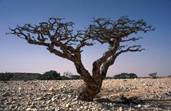 Oman Scuba Diving Holiday. Desert Tree.