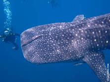 Oman Scuba Diving Holiday. Whale Shark.