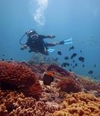 Oman Scuba Diving Holiday. Diver.