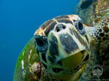 Oman Scuba Diving Holiday. Turtle.