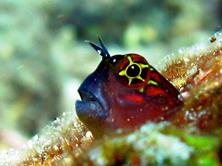 Oman Scuba Diving Holiday. Marine Life.