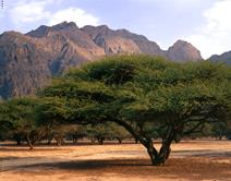 Oman Scuba Diving Holiday. Nature.